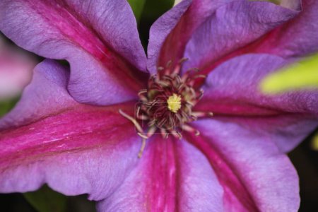 Foto de Preciosa flor de clematis púrpura de cerca, llenando el marco - Imagen libre de derechos