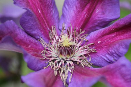Téléchargez les photos : Un beau cliché d'une fleur violette avec un fond flou - en image libre de droit