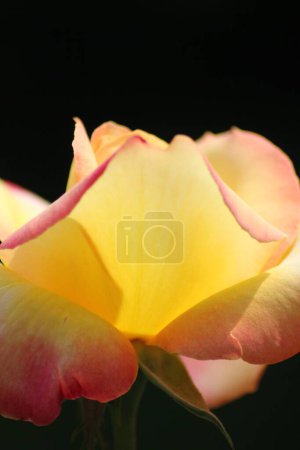 Photo for Close up of beautiful yellow and pink rose: petals illuminated by the sunlight - Royalty Free Image