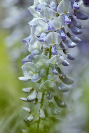 Foto de Maravillosas flores de glicina púrpura en un jardín: macrofotografía con fondo verde borroso - Imagen libre de derechos