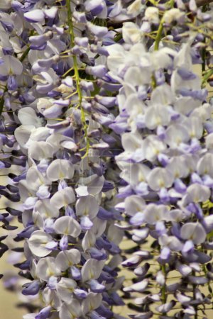 Téléchargez les photos : Gros plan de belles fleurs de glycine pourpre le jour, créant un motif merveilleux et un arrière-plan - en image libre de droit