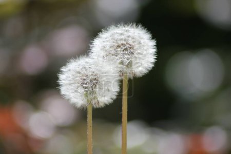 Photo for Cute dandelion flowers in a garden, with a lovely light bokeh effect in the background - Royalty Free Image
