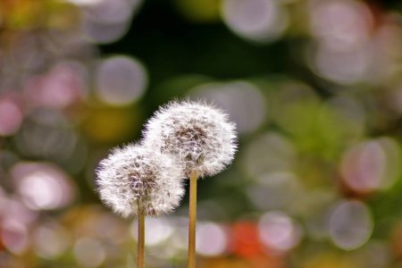 Photo for Mesmerising macro photography of two dandelion flowers in a garden on a sunny day: magic colorful view - Royalty Free Image
