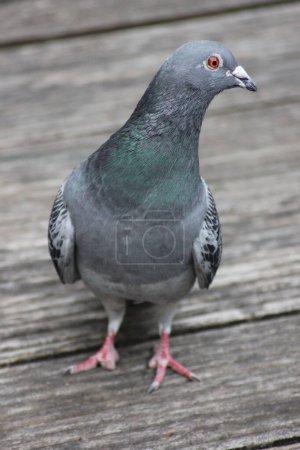 Téléchargez les photos : Gros plan d'un drôle de pigeon sur une terrasse en ville, fixant le photographe - en image libre de droit