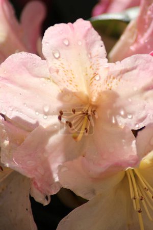 Téléchargez les photos : Gros plan d'un rhododendron rose fleuri dans le jardin, remplissant le cadre - en image libre de droit
