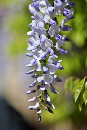 Photo for A selective focus of a purple wisteria in the garden during daylight - Royalty Free Image