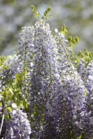 Téléchargez les photos : Fleurs de glycine impressionnantes lumineuses dans un jardin par une journée ensoleillée - en image libre de droit