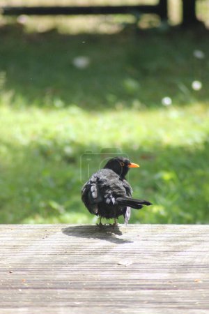 Photo for Tiny cute blackbird on a wooden terrace, looking behind to the photographer - Royalty Free Image