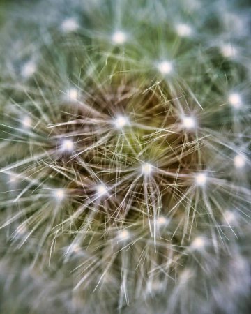 Photo for Close up colorful view of fluffy dandelion seeds, looking like a cactus - Royalty Free Image