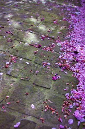 Téléchargez les photos : Vue rapprochée de belles pétales de fleurs roses sur le sol, flore printanière dans la nature - en image libre de droit
