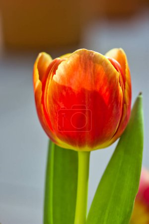 Foto de Hermosa flor de tulipán en el jardín, primer plano de pétalos rojos y amarillos - Imagen libre de derechos