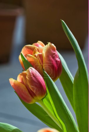 Téléchargez les photos : Superbes fleurs de tulipes en gros plan, belles tulipes rouges et jaunes - en image libre de droit