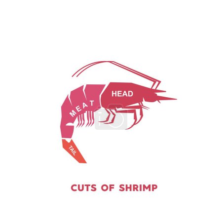 vector illustration guide Meat cuts set. shrimp Butcher Poster diagrams and schematics.