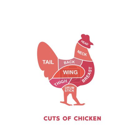 Illustration for Vector illustration guide Meat cuts set. chicken Butcher Poster diagrams and schematics. - Royalty Free Image