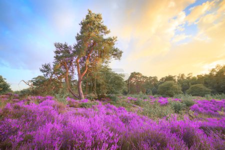 Téléchargez les photos : Heather Sunset. Bruyère en fleurs et coucher de soleil au Nationalpark le Veluwe. (hurlements). Un arbre est éclairé par la lumière du soleil doré. - en image libre de droit