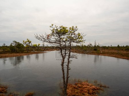 Téléchargez les photos : L'harmonie de la nature : un arbre dans le marais d'automne, avec des lacs légèrement gelés en toile de fond, un tableau idyllique. - en image libre de droit