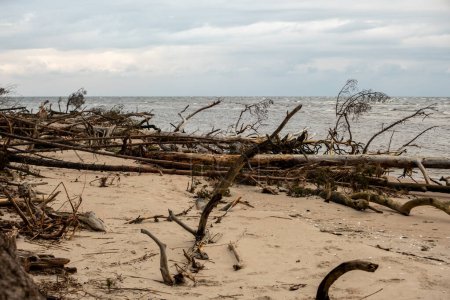 Téléchargez les photos : Parmi les arbres battus par les tempêtes, la mer tranquille ajoute une toile de fond apaisante, illustrant la résilience de la nature sur la côte sereine. - en image libre de droit