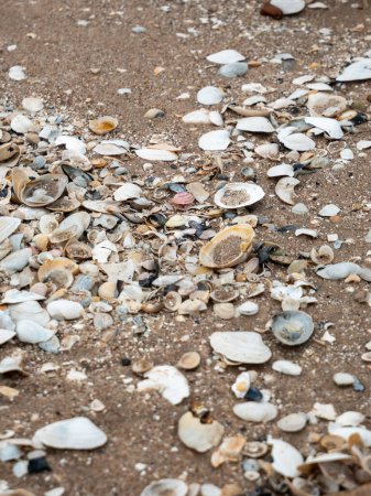 Foto de Pequeñas joyas de la naturaleza esparcidas por las olas, cada concha cuenta una historia de la belleza del vasto océano a la espera de ser descubierto en el abrazo de arena. - Imagen libre de derechos