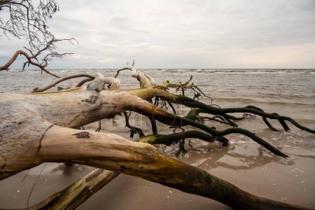 Téléchargez les photos : Admirez les séquelles : les arbres abattus acquièrent de la résilience dans un contexte paisible où la mer murmure ses innombrables histoires. - en image libre de droit