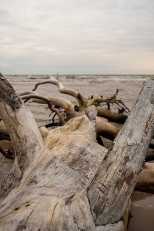 Téléchargez les photos : Une histoire de résilience se déroule : les arbres abattus rencontrent la mer calme, peignant un tableau tranquille sur le rivage résilient. - en image libre de droit