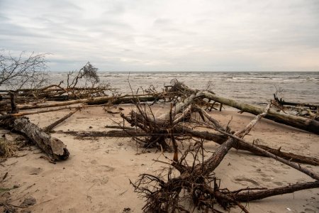 Téléchargez les photos : Témoin de la résilience de la nature : les arbres abattus fusionnent avec la mer tranquille, formant une image sereine le long du rivage résilient. - en image libre de droit