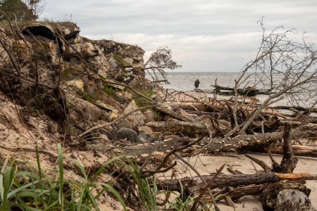 Téléchargez les photos : La résilience de la nature capturée : des arbres tombés ornent le rivage, se mêlant à l'horizon tranquille de la mer. - en image libre de droit