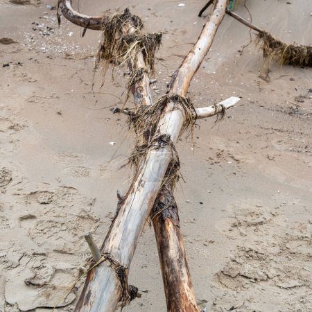 Téléchargez les photos : La tranquillité post-tempête révélée : les arbres abattus font écho à la résilience de la nature tandis que la mer murmure ses mélodies intemporelles. - en image libre de droit