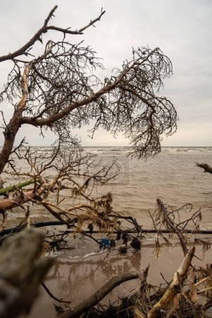 Téléchargez les photos : La résilience de la nature en harmonie : les arbres tombés s'alignent avec la mer apaisante, créant une scène sereine sur le rivage résilient. - en image libre de droit