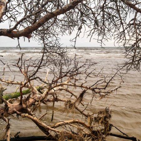 Téléchargez les photos : Les murmures de la tempête persistent : les arbres abattus sur le rivage reflètent la résilience de la nature au milieu des murmures apaisants de la mer. - en image libre de droit