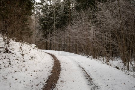 Foto de Rastreando un camino sereno en medio de abetos nevados en Pokainu Mezs, Dobele, Latvija viaje invernal a través de la naturaleza pasillos tranquilos. - Imagen libre de derechos
