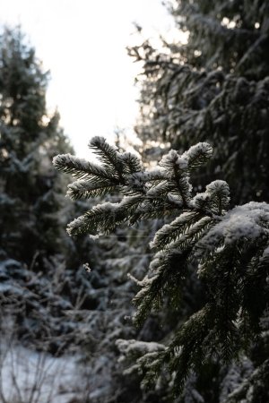 Téléchargez les photos : Des aiguilles de sapin couvertes de neige murmurent des histoires de magie hivernale, peignant Pokainu Mezs, Dobele, dans la tranquillité lettone. - en image libre de droit