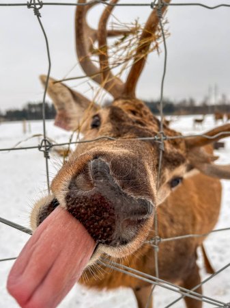Amidst wintry confines, a playful deer sticks out its tongue, a lighthearted moment captured in the serene embrace of the snowy landscape.