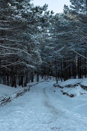 Téléchargez les photos : Alors que l'hiver jette son charme, le soleil enflamme les pins d'une lueur dorée, transformant la forêt enneigée en une tapisserie de lumière envoûtante. - en image libre de droit