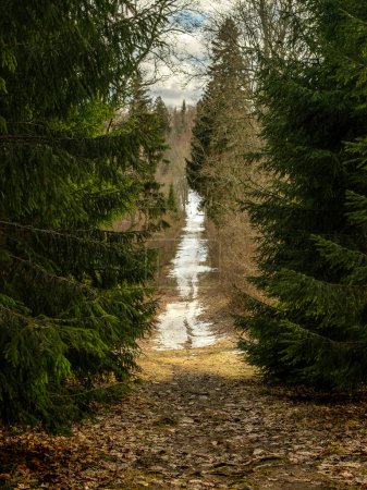 A serene path winds through the enchanting fir forest of Birinu Pils Parks in Latvia, inviting wanderers to immerse themselves in the tranquil beauty of nature's embrace
