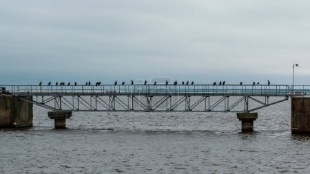 Against the backdrop of a cold winter day in Ventspils, a multitude of black birds perch solemnly on a rail, their silhouettes contrasting starkly against the snowy landscape, evoking a sense of serene beauty amidst the chilly air.