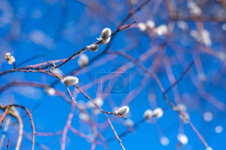 Salix Caprea, el sauce, está de pie sobre el telón de fondo de un cielo azul sereno, sus ramas balanceándose suavemente en la brisa