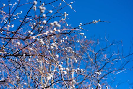 Salix Caprea, bañado en la luz del sol bajo un cielo azul claro, susurra secretos al viento, sus ramas bailando en deleite