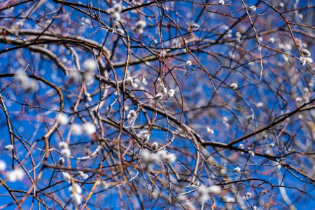 En la tranquila extensión de un cielo azul, Salix Caprea arroja su elegante silueta, un testimonio de la serena belleza de la naturaleza