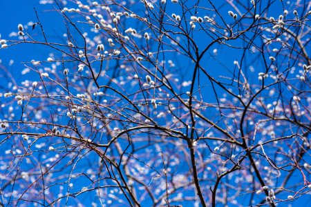 Bajo la vasta extensión de un cielo azul, Salix Caprea se erige como un símbolo de resiliencia y belleza, sus ramas alcanzando los cielos