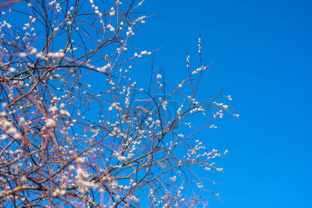 Téléchargez les photos : Alors que la journée se déroule sous un ciel bleu, la beauté de Salix Caprea brille, une vision de sérénité et d'harmonie - en image libre de droit