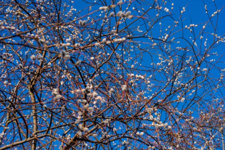 Con el cielo azul como telón de fondo, Salix Caprea pinta un cuadro de elegancia y gracia, sus ramas balanceándose en la suave brisa