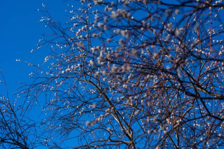 Contra el lienzo de un cielo azul claro, las delicadas hojas de Salix Caprea bailan a la luz del sol, una elegante muestra del arte de la naturaleza.