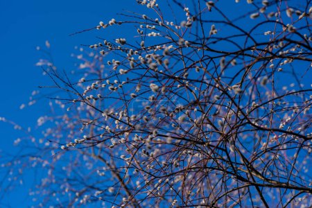 En medio del abrazo tranquilo de un cielo azul, Salix Caprea es un recordatorio atemporal del esplendor y la gracia perdurables de la naturaleza..