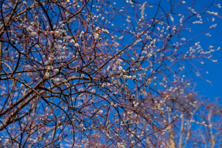 Las ramas de Salix Caprea se extienden hacia el cielo, alcanzando el cielo azul ilimitado, símbolo de esperanza y renovación