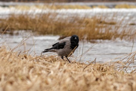 Téléchargez les photos : Corvus cornix, le corbeau gris, se perche pensivement sur la côte tranquille de la rivière Venta, observateur stoïque des rythmes de la nature - en image libre de droit