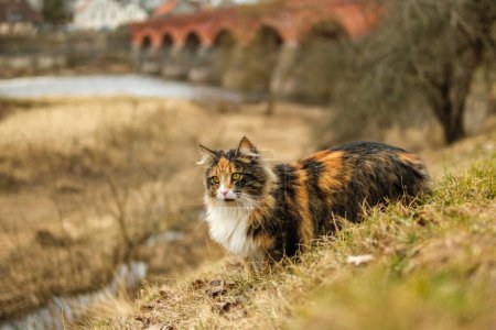 Téléchargez les photos : Alors que le soleil se couche sur Kuldiga, un chat vivant erre dans les rues, sa présence vivante fait écho au charme du pont historique en brique rouge - en image libre de droit