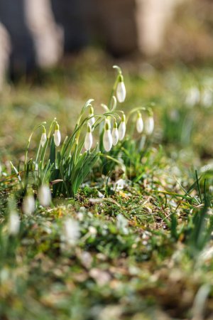 Ein zartes Schneeglöckchen taucht auf und läutet den Frühling auf Lettlands Wiesen ein