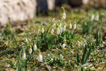 Amidst Latvia's woodlands, snowdrops bloom, a testament to nature's resilience.