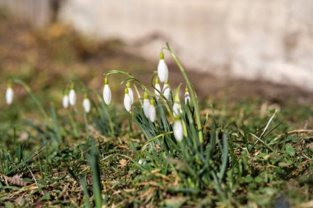 Snowdrops in Latvia's meadows symbolize hope, as nature awakens from its winter slumber.