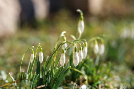 The gentle sway of snowdrops in Latvia's breeze brings a sense of renewal to the land